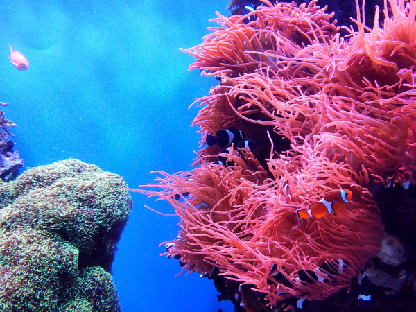 Coral Reef